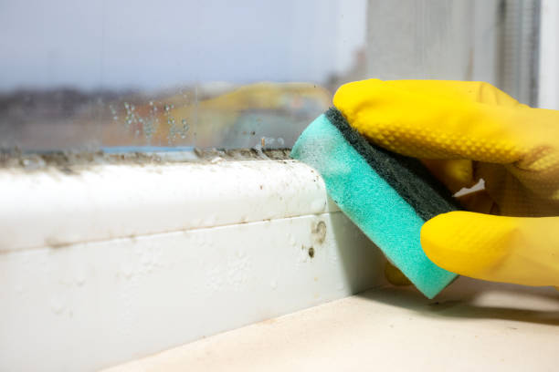 Best Mold Remediation Services  in Monroeville, IN