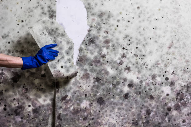 Best Mold Remediation  in Monroeville, IN