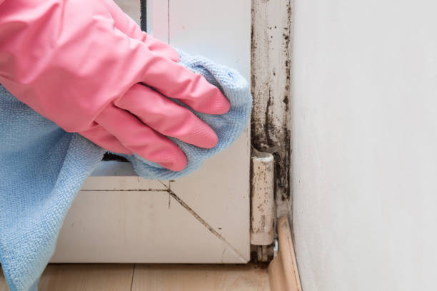 Best Local Mold Removal Service  in Monroeville, IN